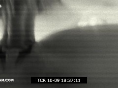 Pulsating Creampies Compilation - Screenshot 11 of 16 - Creampie