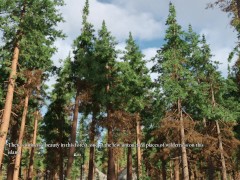 The Price Of Power 222