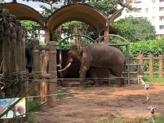 Elephants of Saigon. Vietnam