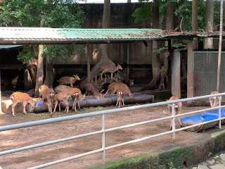 Веселые ребята из Сайгона