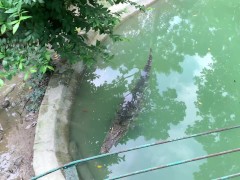Crocodiles of Saigon