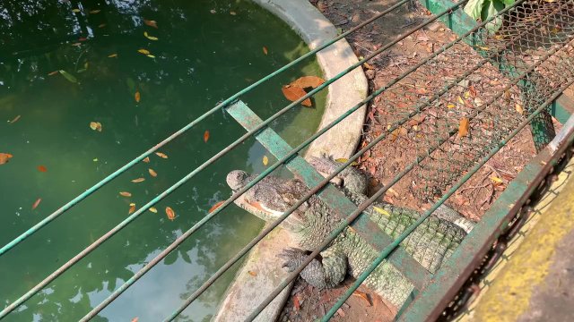 Crocodiles of Saigon