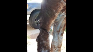 Rubbing mud all over my ripped denim jeans teasing you  clothing destruction