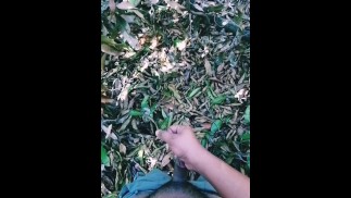 MALIBOG AKO 055
