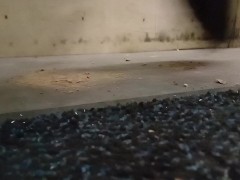 Dog Biscuit Walkover Grind Crush & Trample, size 11 dirty boots 89kg 👣👣