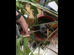 I pee in a monstera pot in the office while everyone else is out for lunch.