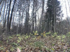 Magic Forest ✨ - Screenshot 2 of 16 - Big Cock