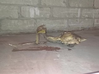 Crush и растоптать пластиковую бутылку. Расплющился под моими грязными сапогами 👣 11-го размера