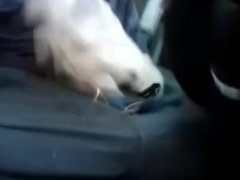 Get a nut - Screenshot 4 of 16 - Solo