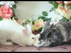 Who the fuck is GoonBunny?