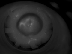 Dirty talking Daddy shoots a 14-day load inside his babygirl