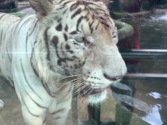 The Tigers of Saigon