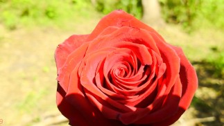 Mesmeriza_compilation_12_Island_of_Oblivion_