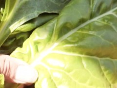 Sunshine - Screenshot 15 of 16 - 21 Naturals