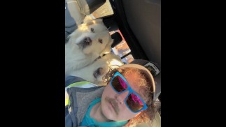Rocken met de honden