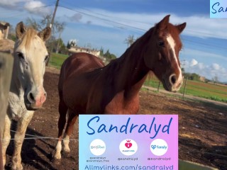 Blowjob and balls sucking with horses