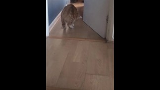 Писает по утрам