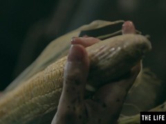 Kinky beauty has weird sex with a scarecrow and a corncob