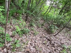 My stepsister and I wanted to look for mushrooms in the forest, but she wanted more.