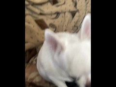 Dog chelenge - Screenshot 1 of 16 - Sex Games