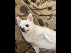 Dog chelenge - Screenshot 11 of 16 - Sex Games
