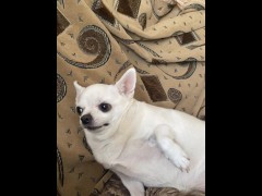Dog chelenge - Screenshot 14 of 16 - Femdom Puppy