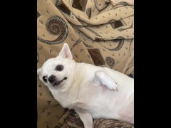 Dog chelenge - Screenshot 15 of 16 - Sex Games