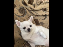 Dog chelenge - Screenshot 16 of 16 - Femdom Puppy