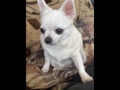 Dog chelenge - Screenshot 2 of 16 - Femdom Puppy