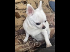 Dog chelenge - Screenshot 3 of 16 - Sex Games