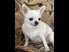 Dog chelenge - Screenshot 5 of 16 - Sex Games