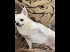 Dog chelenge - Screenshot 8 of 16 - Femdom Puppy