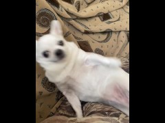Dog chelenge - Screenshot 9 of 16 - Sex Games