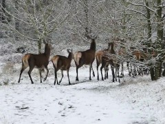 Daily Test Tagging almodel93