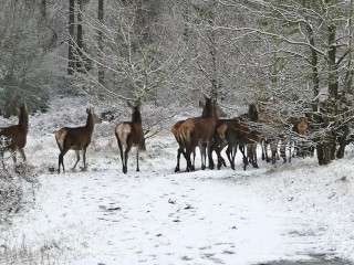 Ежедневная тестовая маркировка Almodel93