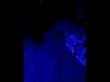 Blacklight Fun