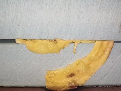 Banana Crush. Crushed between 2 pieces of hard foam under all my weight 👣👣