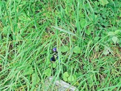 Filthy public masturbation with old, cum filled, used condom. Dirty Slut! - Screenshot 15 of 16 - Solo Fingering