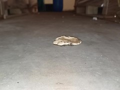 Slowmotion Walkover Mushroom Crush & Trample 👣👣