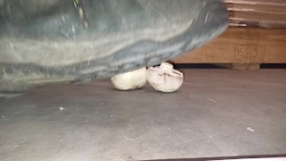 Mushroom Stomp in Dirty Boots, unter meinen 91 kg 👣👣 zu Brei gemahlen