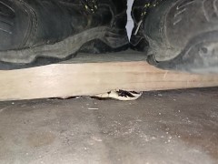 Mushroom Crush & Trample Under a Board 👣👣