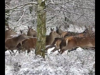 Турбо Оранжевый