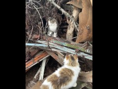 Sexy cats . Fight kitties