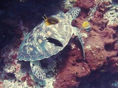 Testing scheduler - Screenshot 1 of 16 - Fish