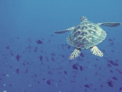 Testing scheduler - Screenshot 14 of 16 - Ocean