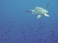 Testing scheduler - Screenshot 16 of 16 - Ocean