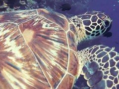 Testing scheduler - Screenshot 8 of 16 - Ocean