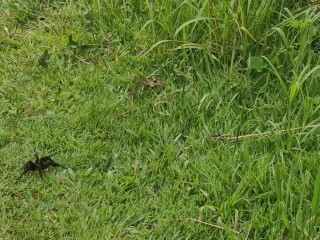 Welche Spinne Bevorzugst Du?