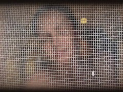 Danielle Moon love's dangerous. Sweet cum in North Korea