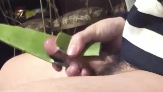 aloe vera is the best lube to jerk off